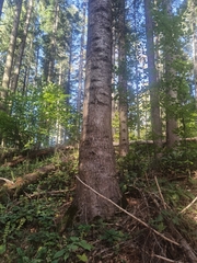Abies alba