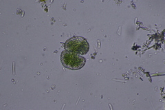 Cosmarium
