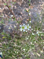 Leptospermum trinervium