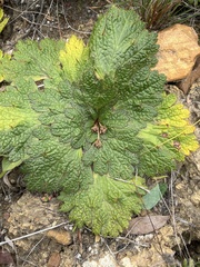 Arctopus echinatus
