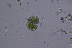 Cosmarium