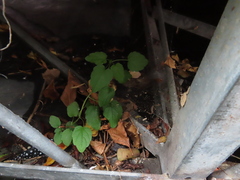 Scutellaria lateriflora