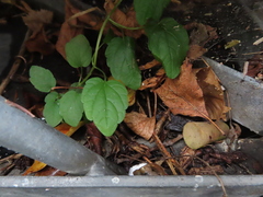 Scutellaria lateriflora