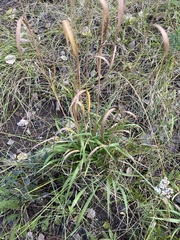 Bromus ciliatus