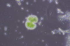 Cosmarium