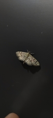 Haritalodes derogata