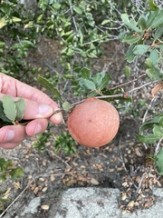 Andricus quercuscalifornicus