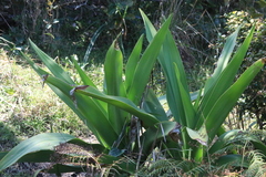 Crinum pedunculatum