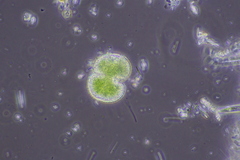 Cosmarium