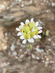 Pelargonium ochroleucum