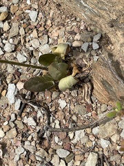 Pelargonium ochroleucum