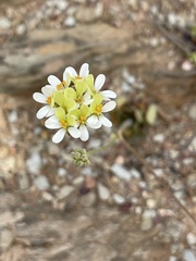 Pelargonium ochroleucum