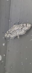 Haritalodes derogata