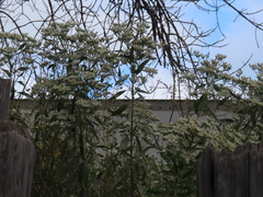 Eupatorium serotinum