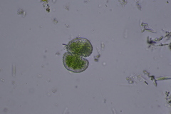 Cosmarium