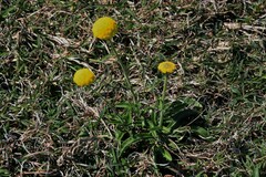 Craspedia variabilis