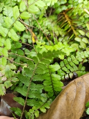 Blechnum filiforme