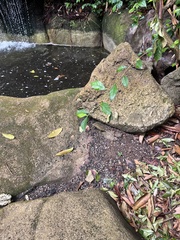 Agrionoptera insignis