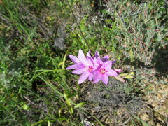 Ixia bifolia