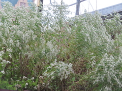Eupatorium serotinum