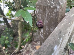 Quantula striata