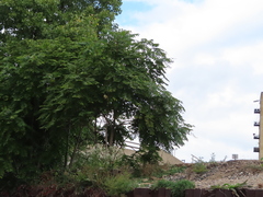 Ailanthus altissima