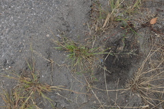 Eragrostis albensis