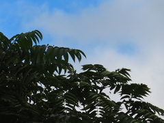 Ailanthus altissima