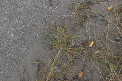 Eragrostis albensis