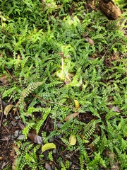 Blechnum filiforme