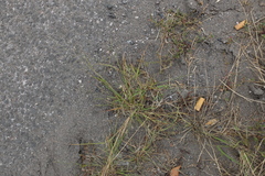 Eragrostis albensis