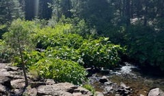 Darmera peltata