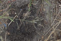 Eragrostis albensis