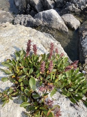 Salix arctica