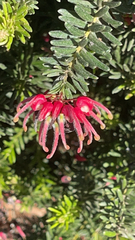 Grevillea lanigera