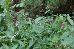 Persicaria mitis