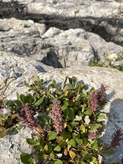 Salix arctica