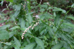 Persicaria mitis