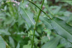 Persicaria mitis