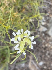 Pelargonium ochroleucum