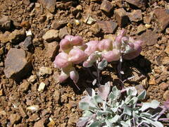 Physaria alpestris