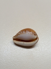 Notocypraea angustata