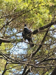 Prosthemadera novaeseelandiae novaeseelandiae