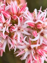 Sprengelia incarnata