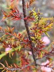 Sprengelia incarnata