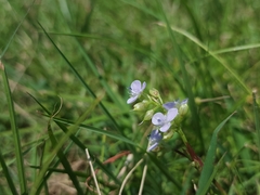 Murdannia loriformis
