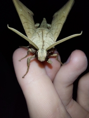 Marumba dyras