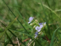 Murdannia loriformis