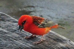 Foudia madagascariensis