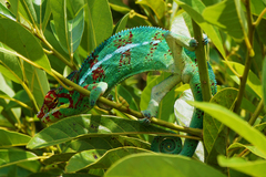 Furcifer pardalis
